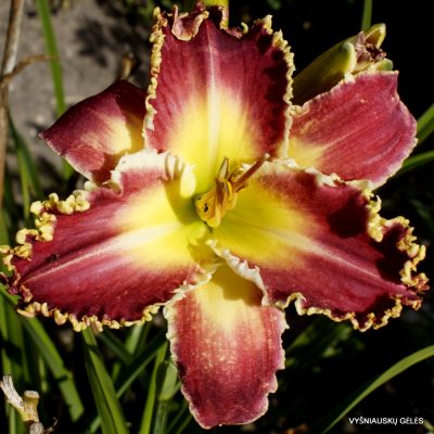 Daylily Thanator