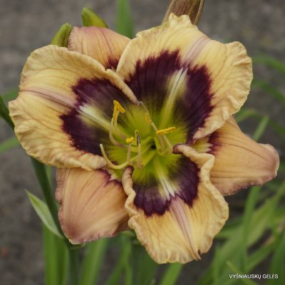 Daylily The Hypoxic Prism Effect (2)