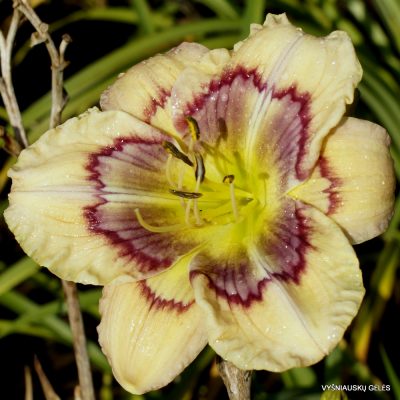 Daylily The Hypoxic Prism Effect