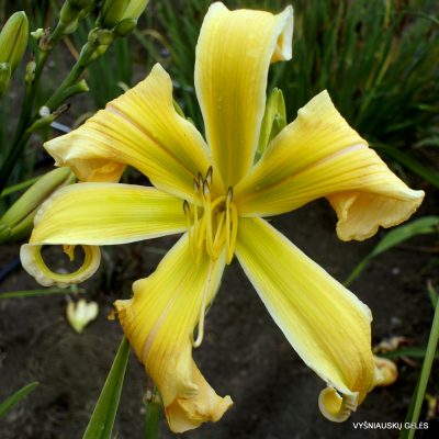Dylily Chillax