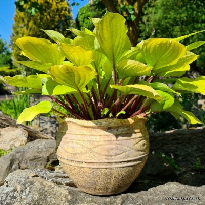 Hosta 'Fire Island'