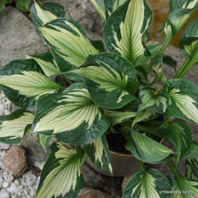 Hosta 'Fire and Ice' (2)