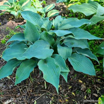 Hosta 'Flemish Sky' (2)