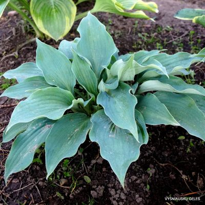 Hosta 'Flemish Sky'