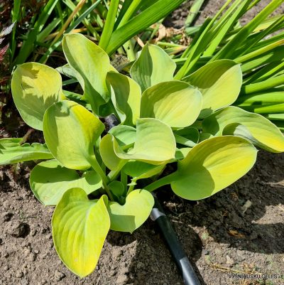 Hosta 'Giantland Mouse Cheese' (2)