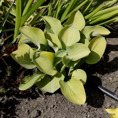 Hosta 'Giantland Mouse Cheese' (4)