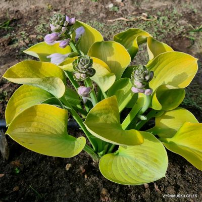 Hosta 'Giantland Mouse Cheese'
