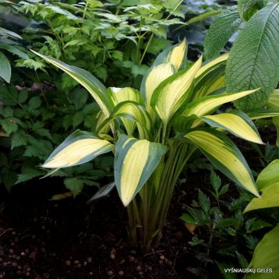 Hosta 'Glamour' (2)
