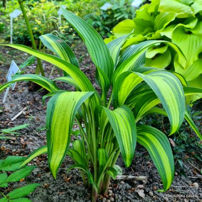 Hosta 'Glamour'