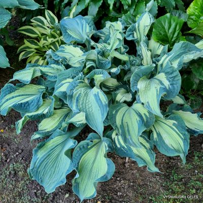 Hosta 'Guardian Angel' (2)