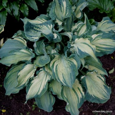 Hosta 'Guardian Angel'