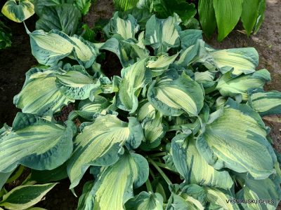 Hosta 'Guardian Angel' (5)