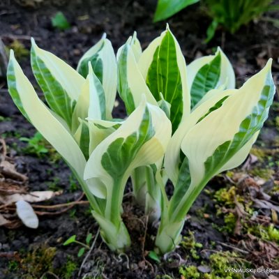 Hosta 'Hanky Panky'