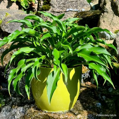 Hosta 'Harry van Trier'