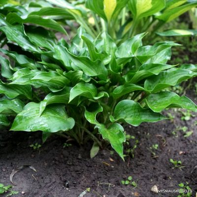 Hosta 'Harry van Trier'