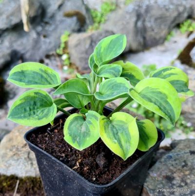 Hosta 'Hope'