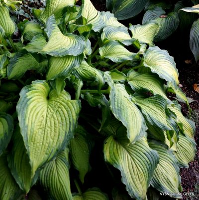 Hosta 'Journey's End' (2)
