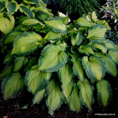 Hosta 'Journey's End' (4)