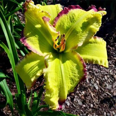 ‘Mister Green’