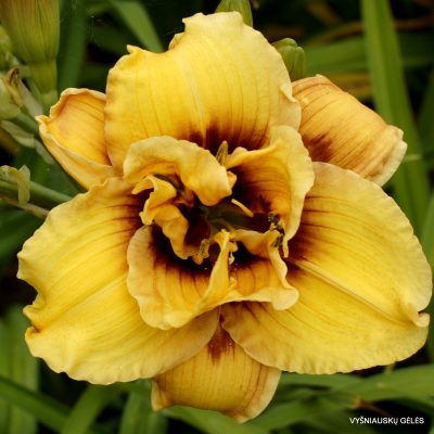 'Mount Helena'