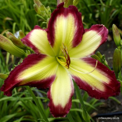 Daylily Cliffjumper (2)