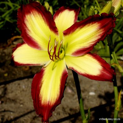 Daylily Cliffjumper