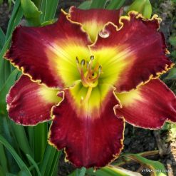 Daylily Dance of Red Butterflies