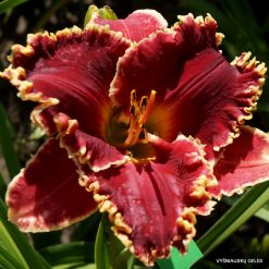 Daylily Red Satin With Lace