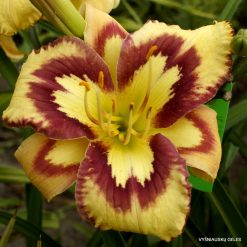 Daylily Song of Loving Hearts