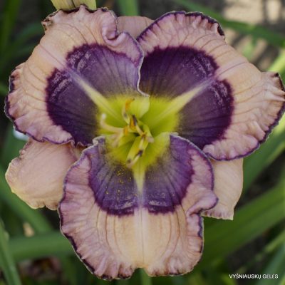 Daylily 'Unexpected Grace' (2)