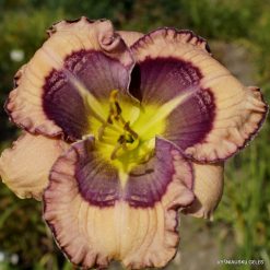 Daylily 'Unexpected Grace'