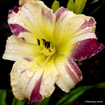 Daylily Whiskey Glasses (2)