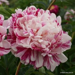 Paeonia ‘Candy Stripe‘