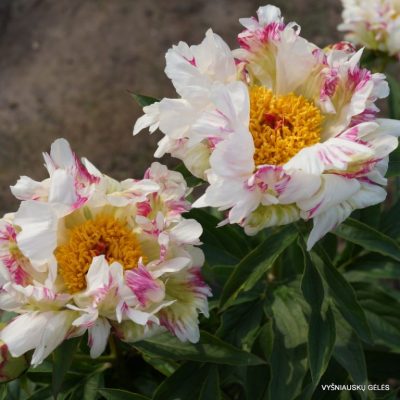 Paeonia ‘Crazy Daisy’ (2)
