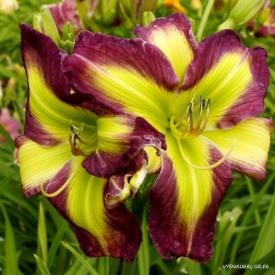 daylily ‘How Beautiful You Are’