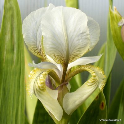 Iris alberti ‘Hakan‘ (3)