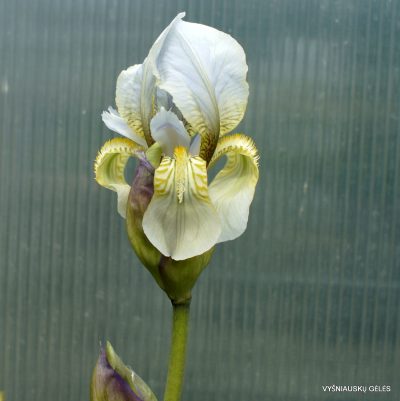 Iris alberti ‘Hakan’