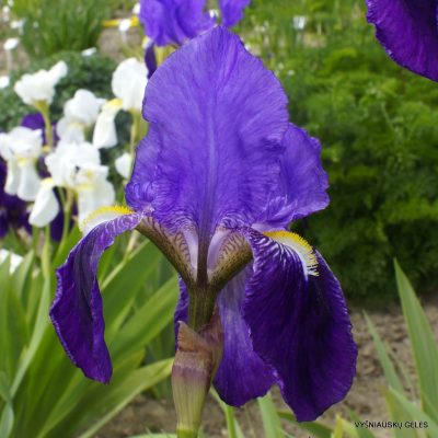 Iris × germanica var. atropurpurea