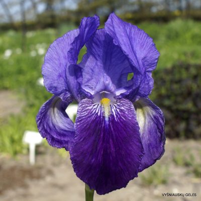 Iris × germanica var. atropurpurea
