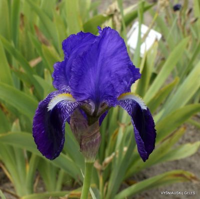 Iris × germanica var. undulata