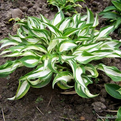 Hosta Hideout