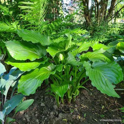 Hosta Irish Luck