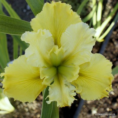 Iris 'Acacia Rhumba'