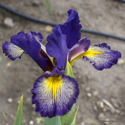 Iris 'Banned in Boston'