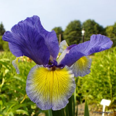 Iris ‘Bastion’