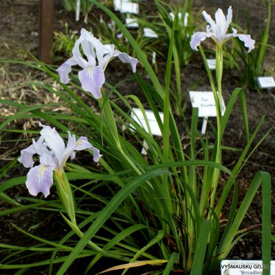 Iris 'Broadleigh Angela' (3)