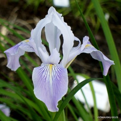 Iris 'Broadleigh Angela'