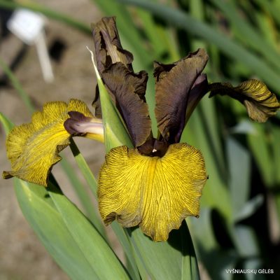 Iris 'Bureviy'