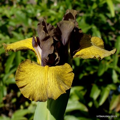 Iris ‘Bureviy’