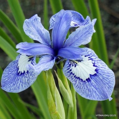 Iris 'Dotted Line' (3)